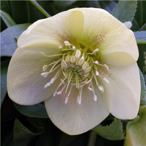 Helleborus X Hybridus Single Cream